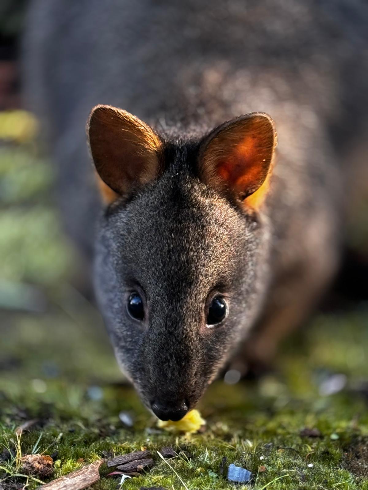 Tasmanian wallaby
